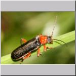 Cantharis pellucida - Weichkkaefer 08 Deister.jpg